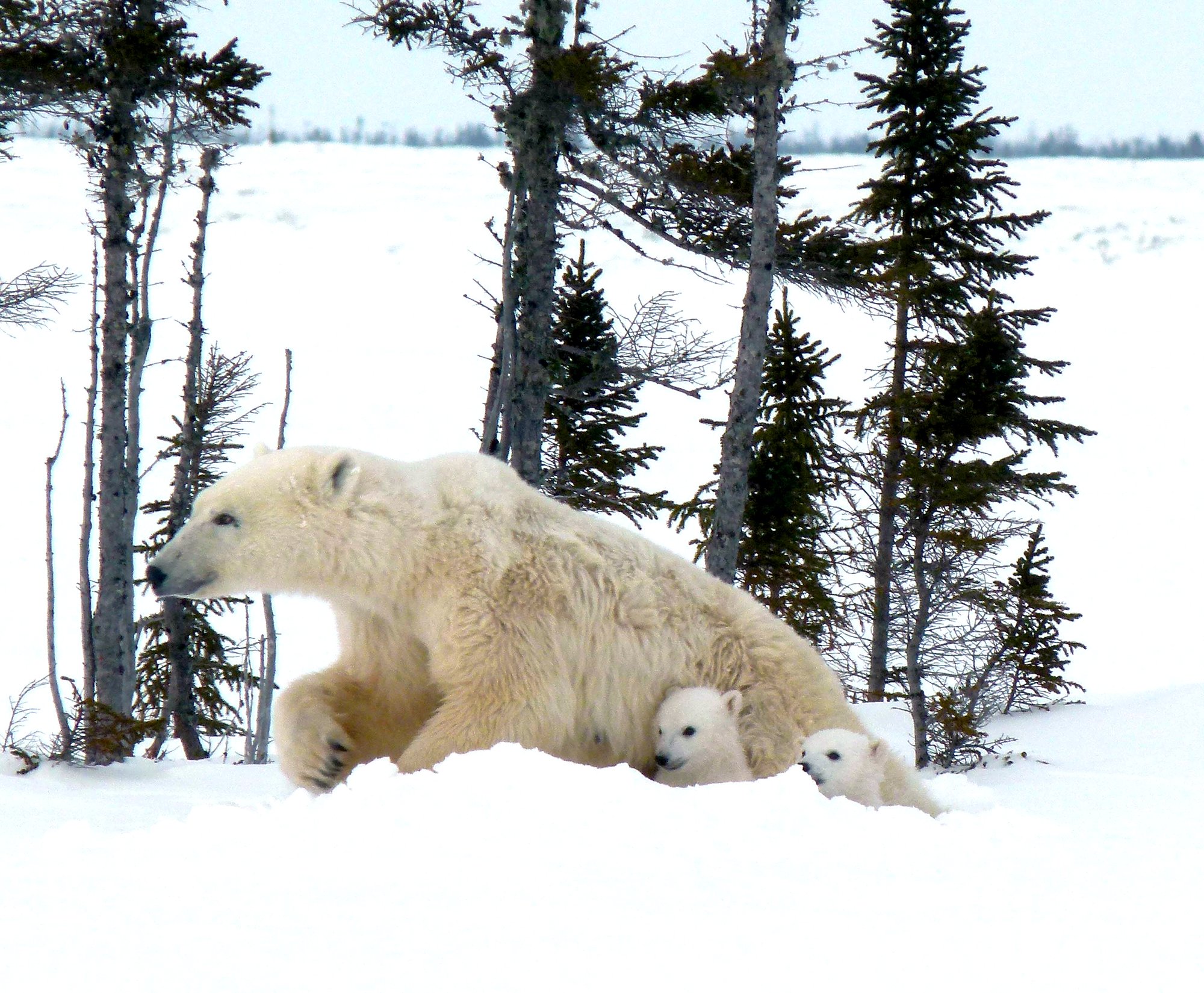 Lynette Reid_Polar_bear_cubs_Canada 2011 879